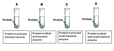 digestive enzymes protein worksheet edplace enzyme following which tubes test would